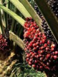 oil-palm-india-recruitment-2023